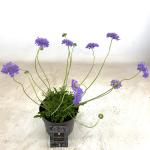 Scabiosa col. 'Butterfly Blue'