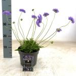 Scabiosa col. 'Butterfly Blue'