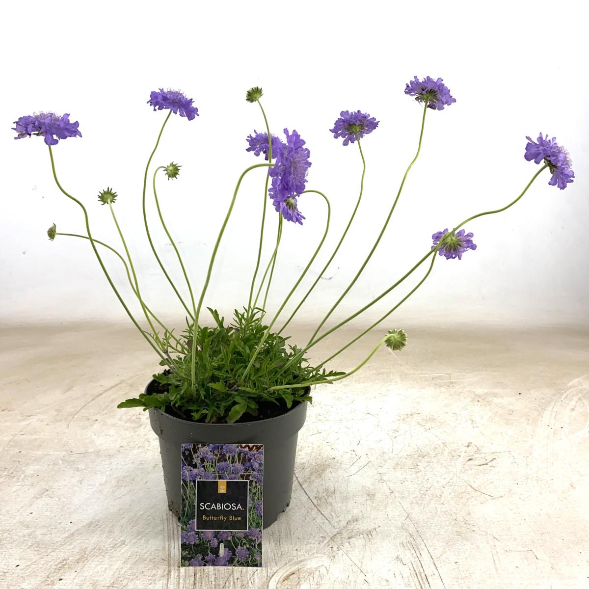 Scabiosa col. 'Butterfly Blue'