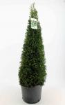 Taxus baccata, kegel