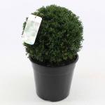 Taxus baccata, bol