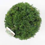 Taxus baccata, bol
