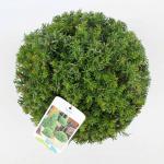 Taxus baccata, bol