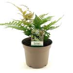 Dryopteris erythrosora prolifica