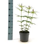 Veronicastrum virg. 'Lavendelturm'