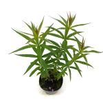 Veronicastrum virg. 'Lavendelturm'