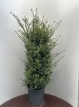 Taxus baccata