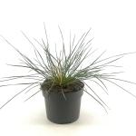 Stipa gigantea