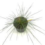 Stipa gigantea
