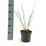 Stipa gigantea