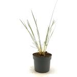 Stipa gigantea