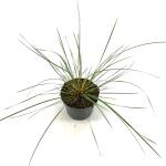 Stipa gigantea