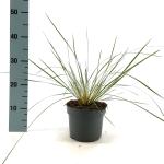 Stipa gigantea