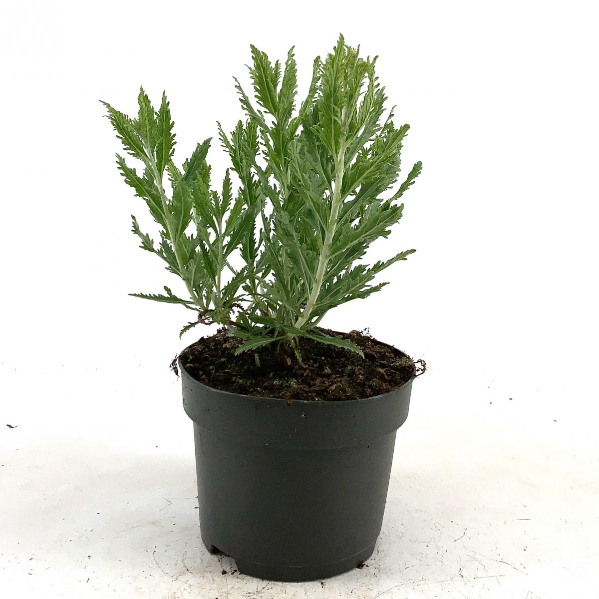 Perovskia 'Blue Spire'