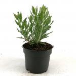 Perovskia 'Blue Spire'