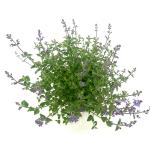 Nepeta 'Kit Cat'