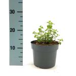 Nepeta 'Kit Cat'