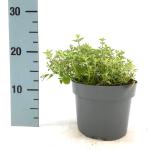 Nepeta 'Kit Cat'