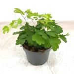 Thalictrum 'Black Stockings'