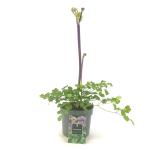 Thalictrum 'Black Stockings'
