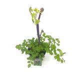 Thalictrum 'Black Stockings'