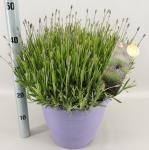 Lavandula ang. 'Hidcote'