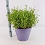 Lavandula ang. 'Hidcote'