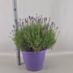 Lavandula ang. 'Hidcote'