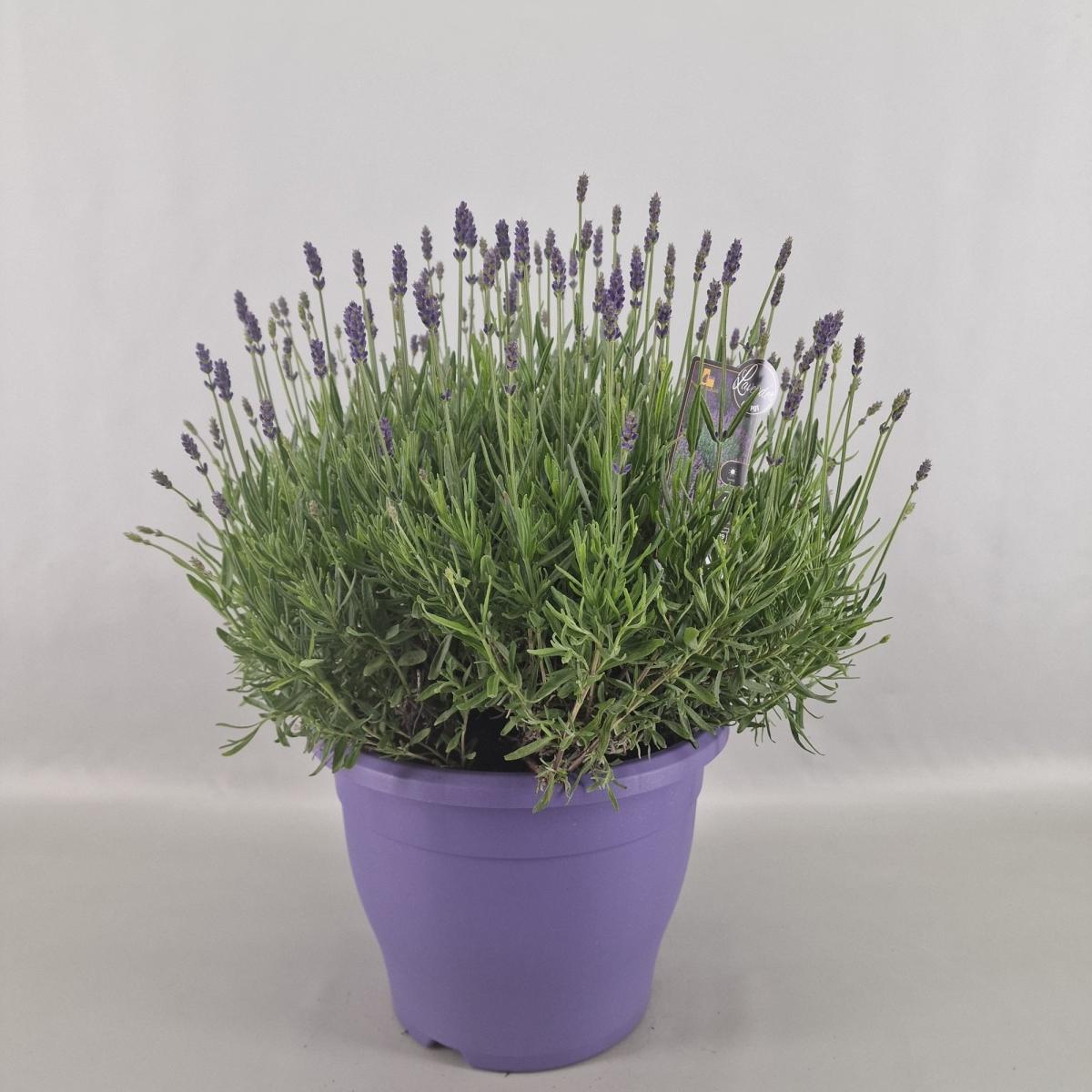 Lavandula ang. 'Hidcote'