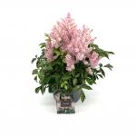 Astilbe 'Sugarberry'