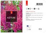 Astilbe japonica, rood
