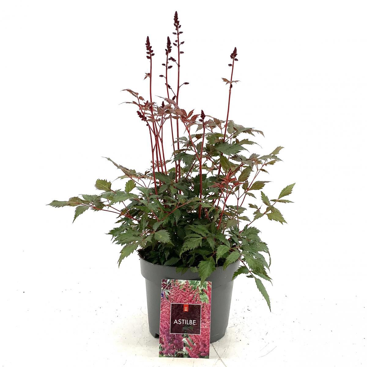 Astilbe japonica, rood