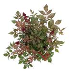 Astilbe japonica, rood
