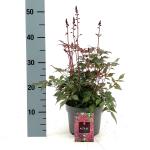 Astilbe japonica, rood