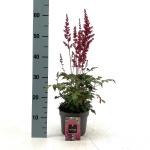 Astilbe japonica, rood