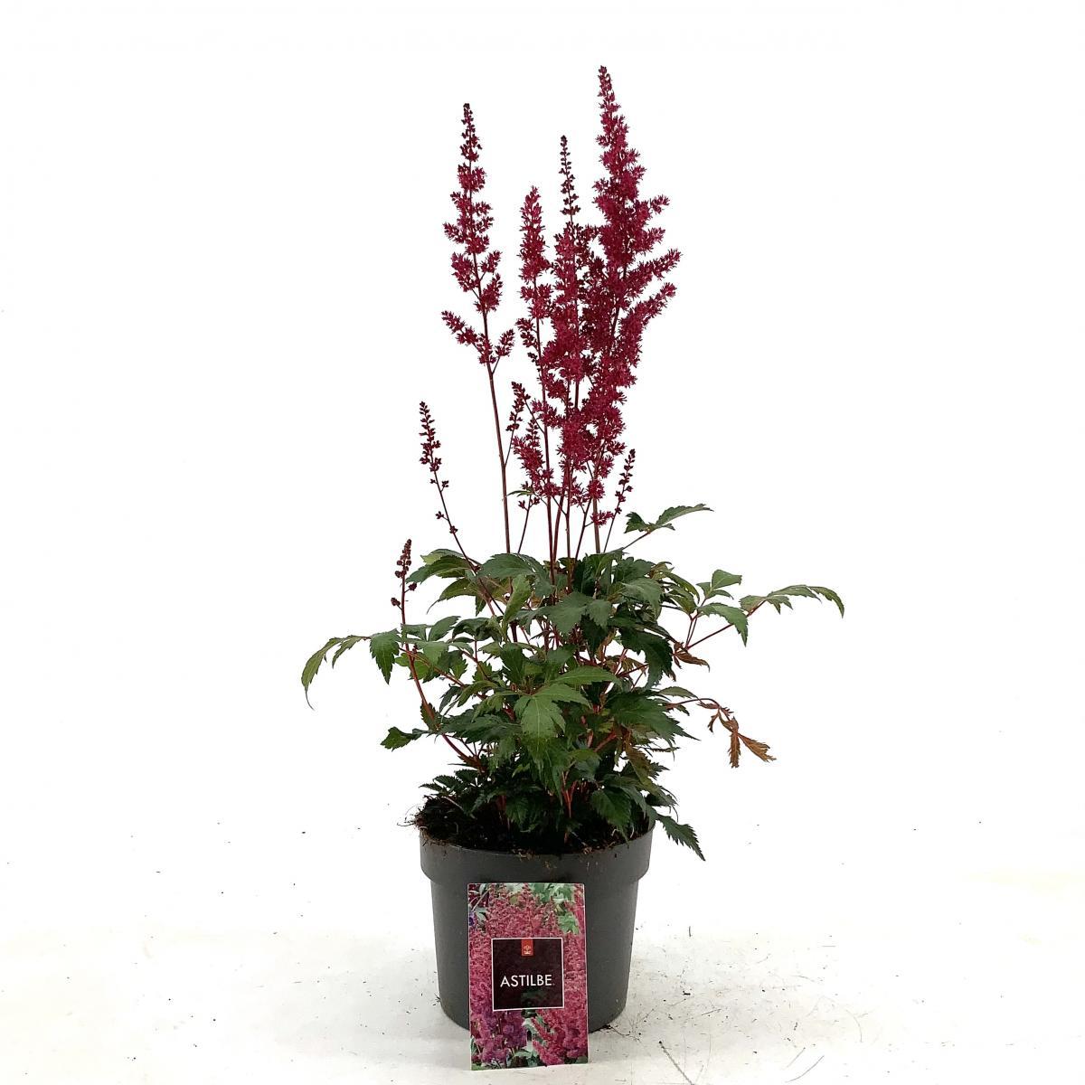 Astilbe japonica, rood