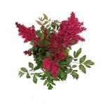 Astilbe japonica, rood