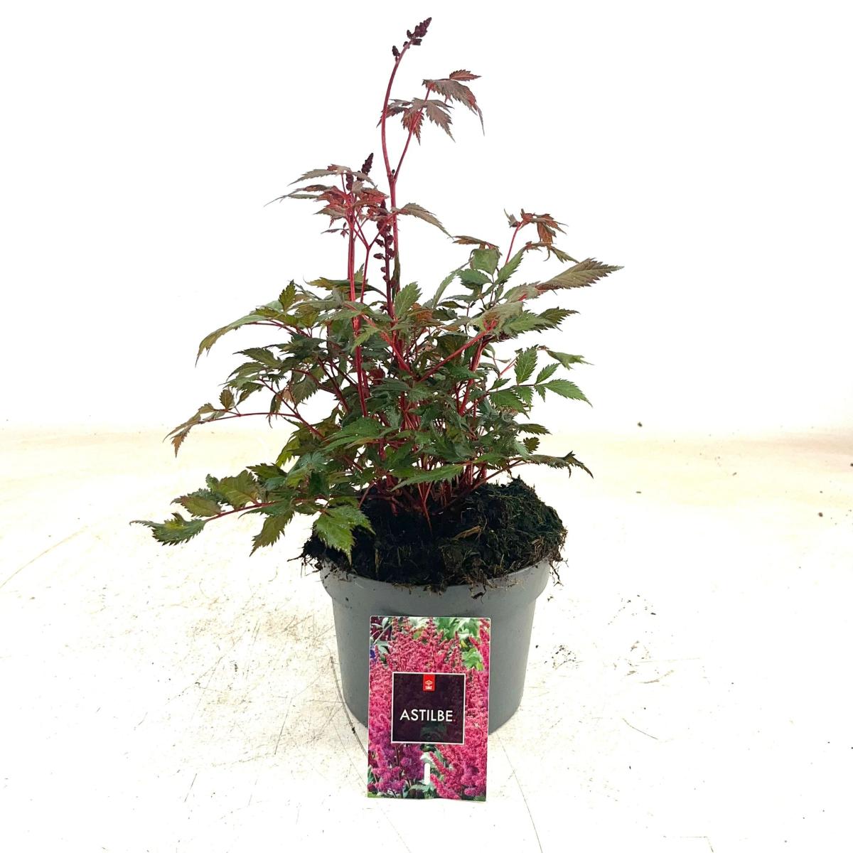 Astilbe japonica, rood