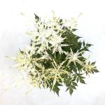 Astilbe japonica, wit
