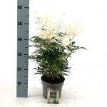 Astilbe japonica, wit