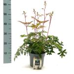 Astilbe japonica, wit