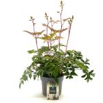 Astilbe japonica, wit