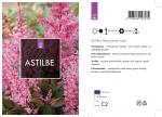 Astilbe japonica, rose