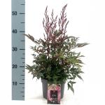 Astilbe japonica, rose