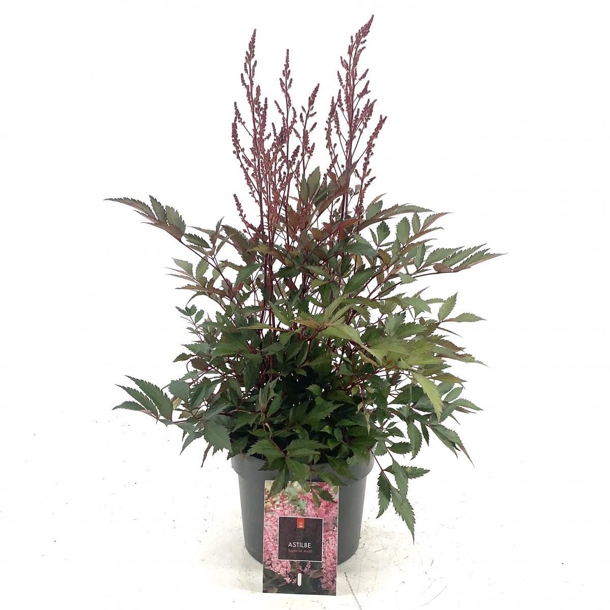 Astilbe japonica, rose