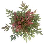 Astilbe japonica, rose