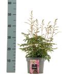 Astilbe japonica, rose