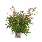 Astilbe japonica, rose