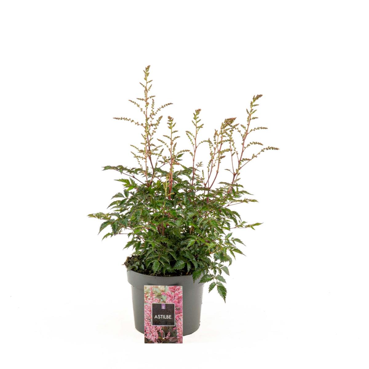 Astilbe japonica, rose