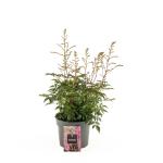 Astilbe japonica, rose